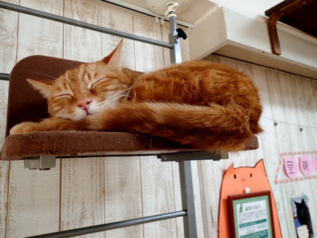 ǭ���ե��줪��16