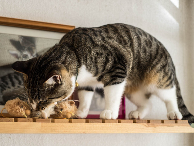 ���ͤ���14