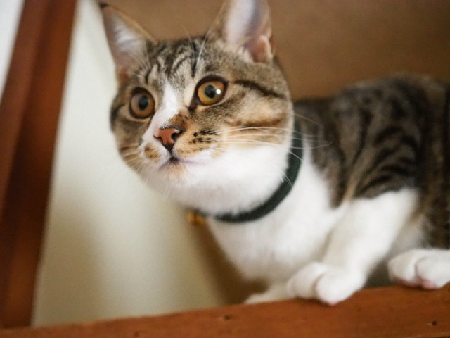 ���ͤ���7