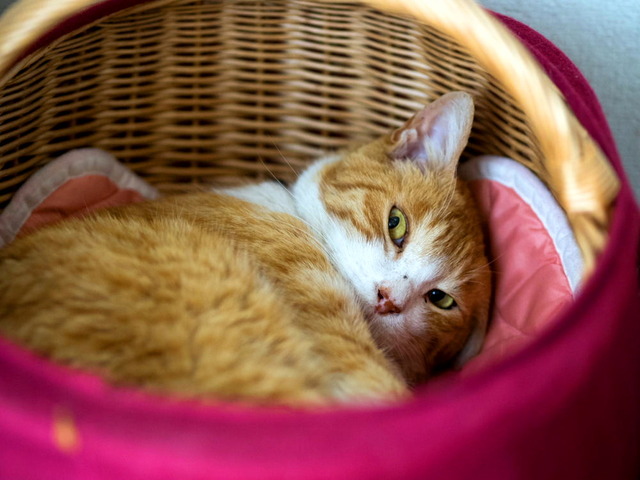 ���ͤ���5