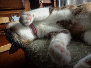 ���ͤ���5