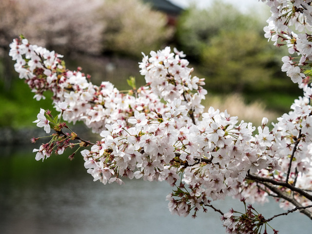 今泉名水桜公園3