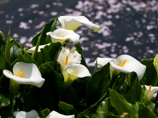 今泉名水桜公園