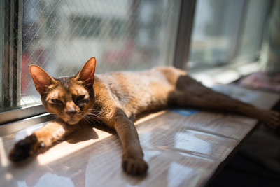 ǭ���̎����ڎ���10