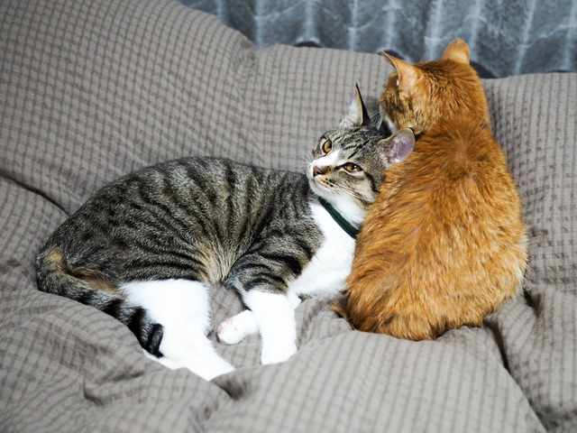 ���ͤ�������ͤ���1