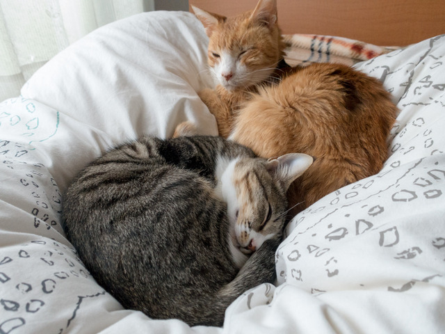 ���ͤ�����