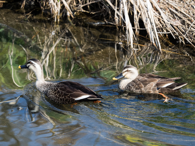 ���َ��ގ�