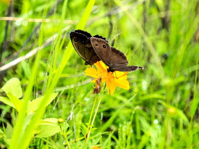 ジャノメチョウ1