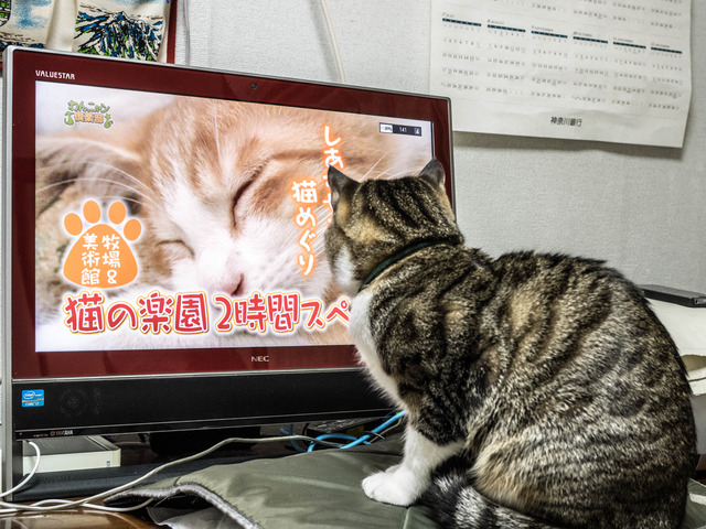 ���ͤ���4