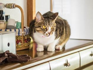 ���ͤ�����4