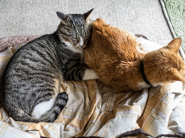 ���ͤ�����