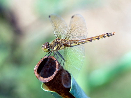 �Ŏ�����1