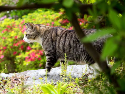 ���ĸ���11