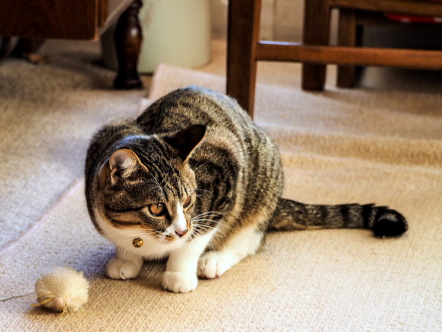 ���ͤ���17