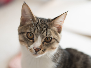 ���ͤ���4