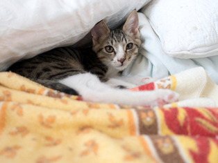 ���ͤ���81