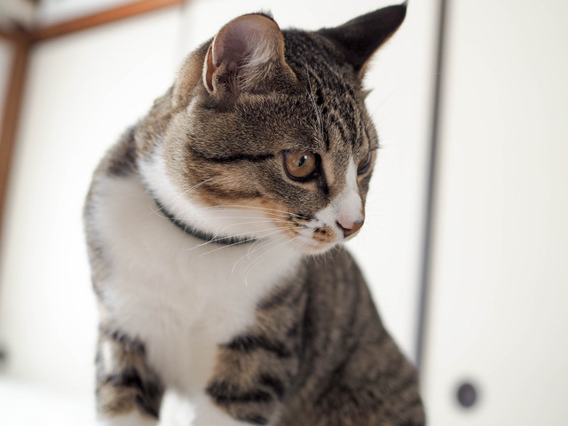 ���ͤ���5