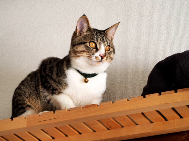 ���ͤ���14