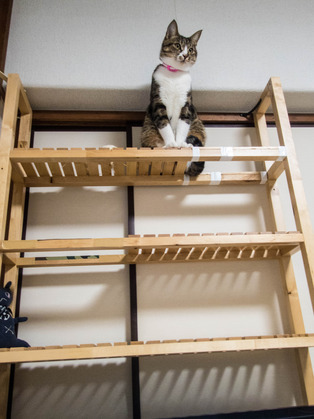 ���ͤ�����8