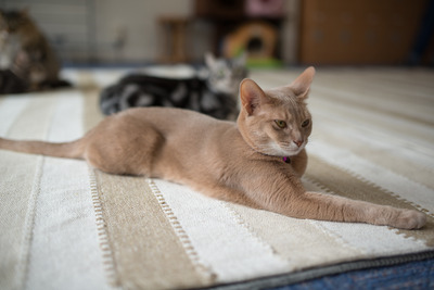 ǭ���̎����ڎ���25