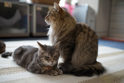 ǭ���̎����ڎ���15