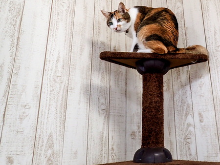 ǭ���ե��줪��7