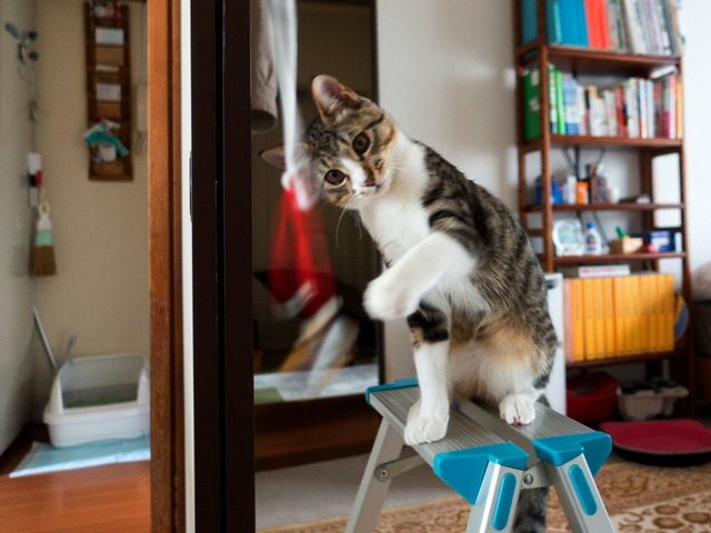 ���ͤ���12