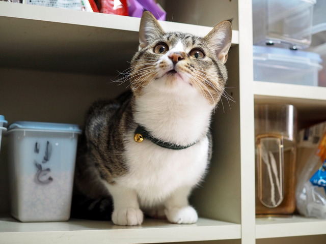 ���ͤ���3