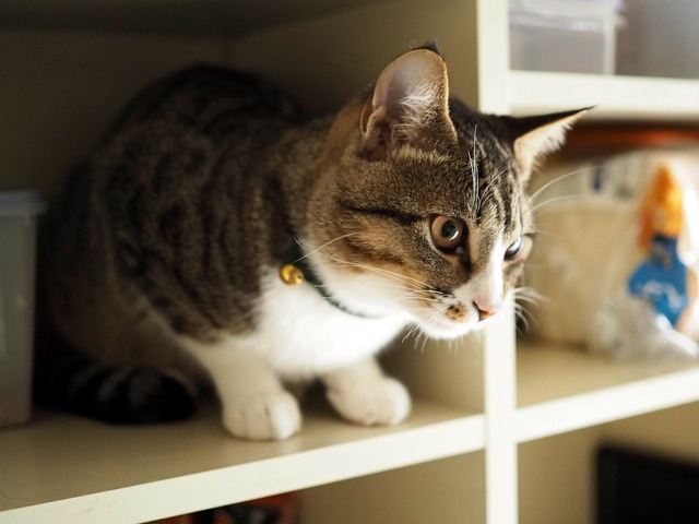 ���ͤ���4