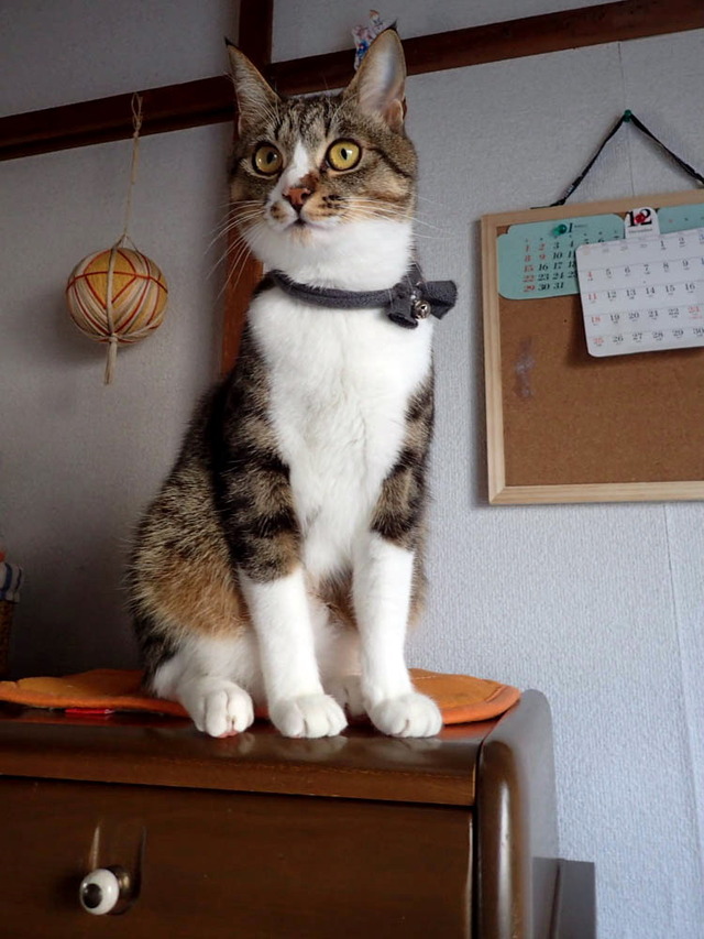 ���ͤ���1