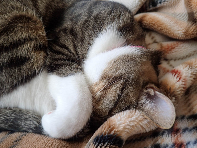 ���������ͤ���