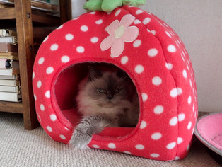 ��Ȥ����3