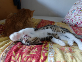 ���ͤ���74