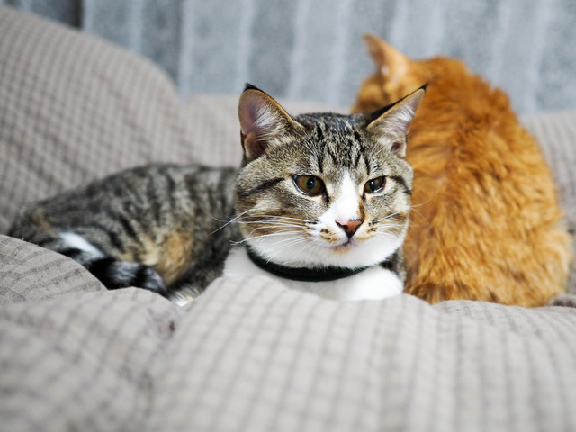 ���ͤ�������ͤ���2