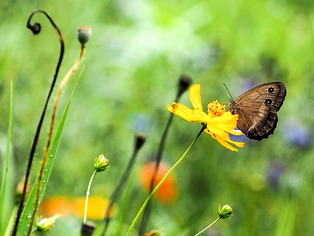 ジャノメチョウ2