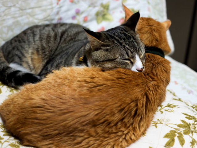 ���ͤ�������ͤ���03