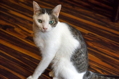 �Ȏ�����3