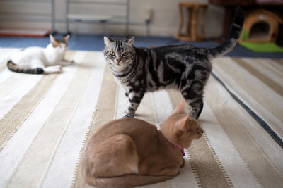 ǭ���̎����ڎ���9