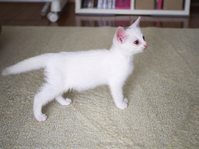 �ߥߤ����13