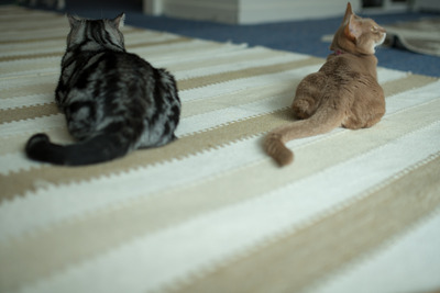 ǭ���̎����ڎ���23