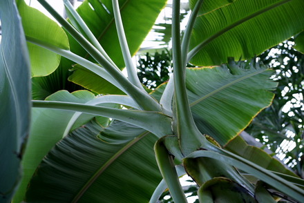 tuika1