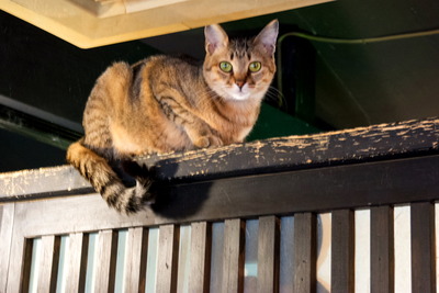 �Ȏ�����8