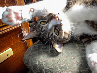 ���ͤ���2