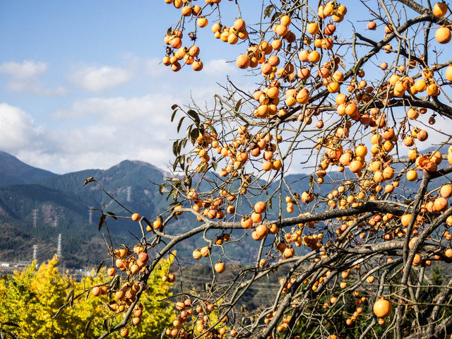 ��ˡ������7