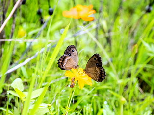 ジャノメチョウ5