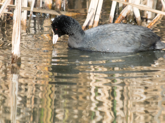 �����ʎގ�3