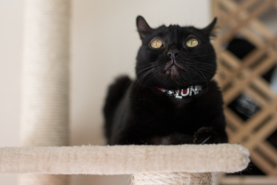 ǭ���̎����ڎ���12