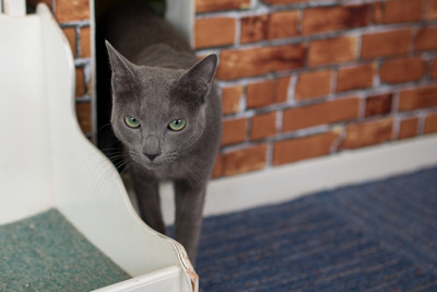 ǭ���̎����ڎ���13