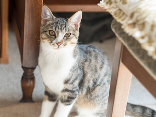 ���ͤ���10