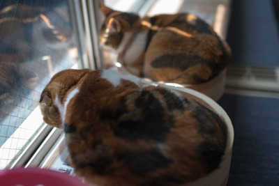 ǭ���̎����ڎ���24